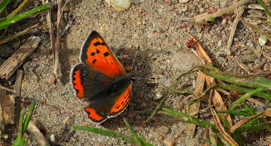 Czerwończyk żarek (Lycaena phlaeas syn. Lycaena phlaeoides)