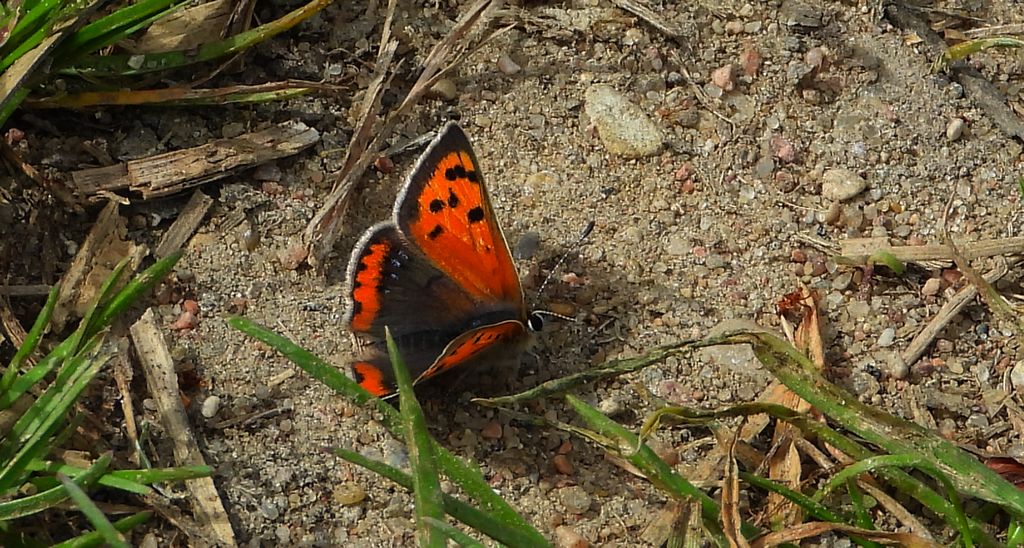 Czerwończyk żarek (Lycaena phlaeas syn. Lycaena phlaeoides)