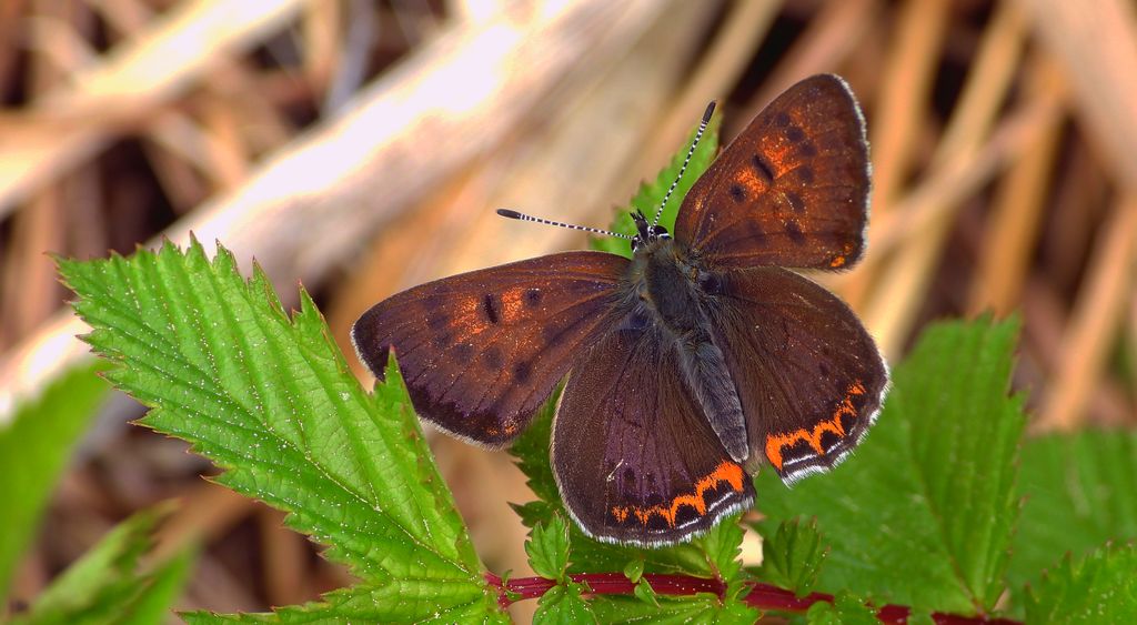 Czerwończyk fioletek (Lycaena helle)