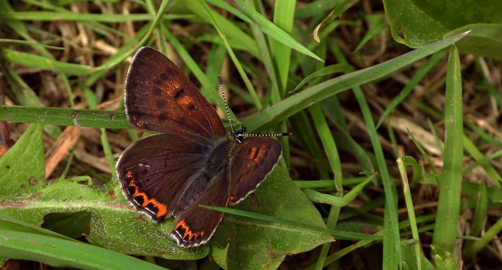Czerwończyk fioletek (Lycaena helle)