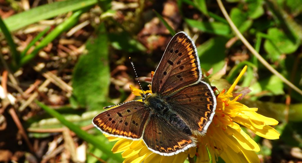 Czerwończyk uroczek (Lycaena tityrus)