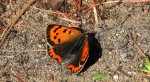 Czerwończyk żarek (Lycaena phlaeas syn. Lycaena phlaeoides)