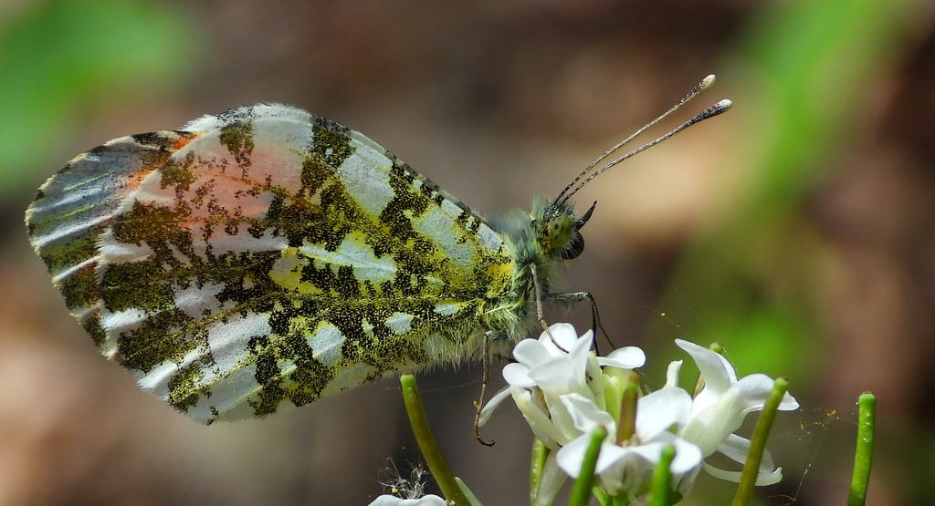 Zorzynek rzeżuchowiec (Anthocharis cardamines)