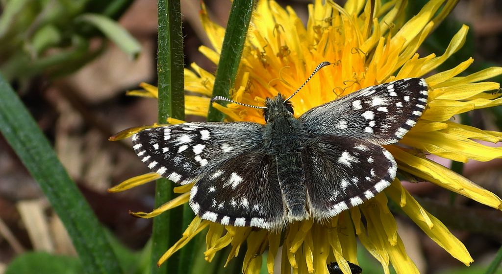Powszelatek malwowiec (Pyrgus malvae)