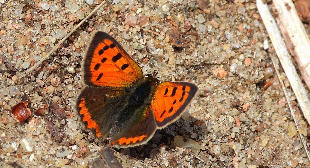 Czerwończyk żarek (Lycaena phlaeas syn. Lycaena phlaeoides)