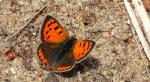 Czerwończyk żarek (Lycaena phlaeas syn. Lycaena phlaeoides)