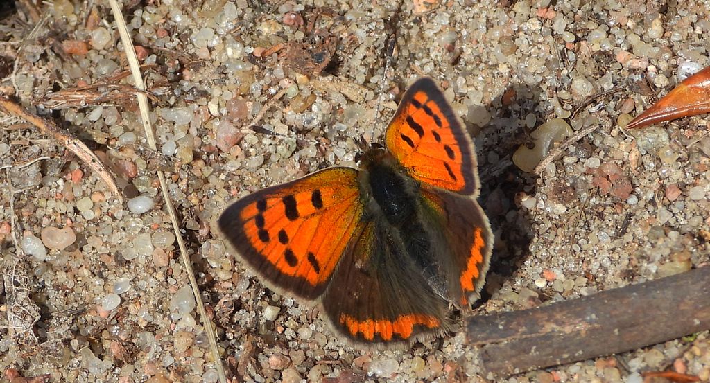 Czerwończyk żarek (Lycaena phlaeas syn. Lycaena phlaeoides)