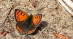 Czerwończyk żarek (Lycaena phlaeas syn. Lycaena phlaeoides)