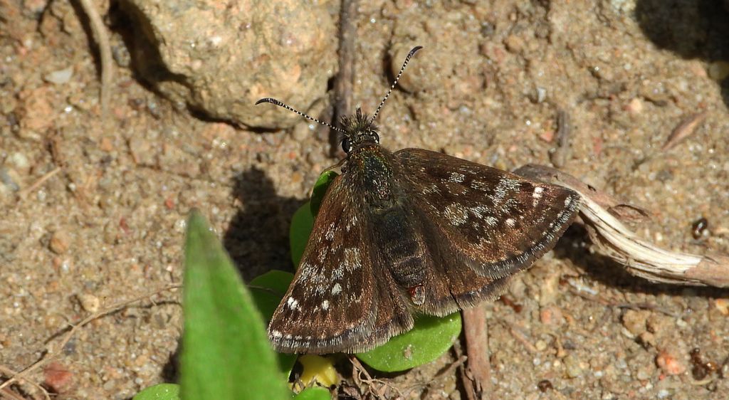 Powszelatek brunatek (Erynnis tages)