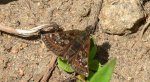 Powszelatek brunatek (Erynnis tages)