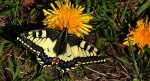 Paź królowej (Papilio machaon)