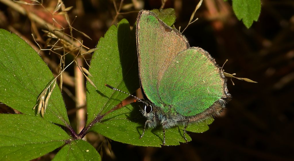 Zieleńczyk ostrężyniec (Callophrys rubi)