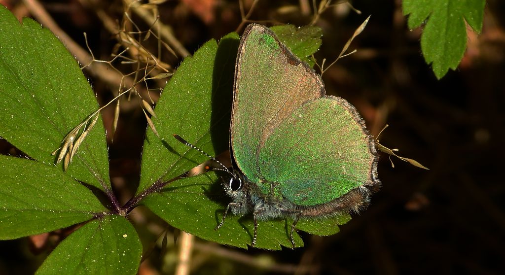 Zieleńczyk ostrężyniec (Callophrys rubi)