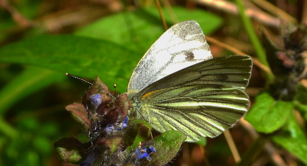 Bielinek bytomkowiec (Pieris napi)