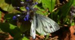 Bielinek bytomkowiec (Pieris napi)