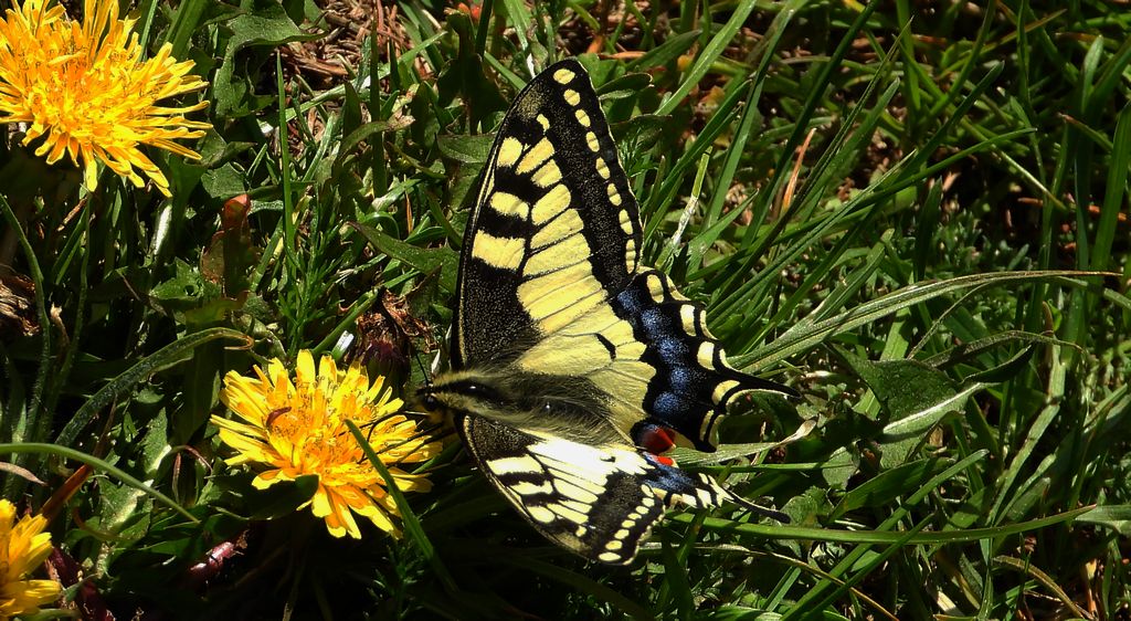 Paź królowej (Papilio machaon)