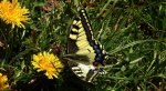 Paź królowej (Papilio machaon)
