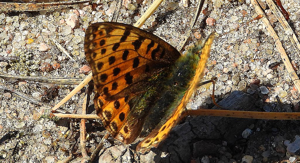 Dostojka latonia, perłowiec mniejszy (Issoria lathonia)