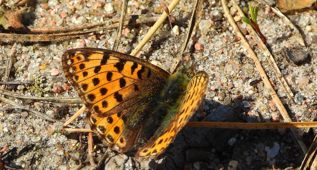 Dostojka latonia, perłowiec mniejszy (Issoria lathonia)