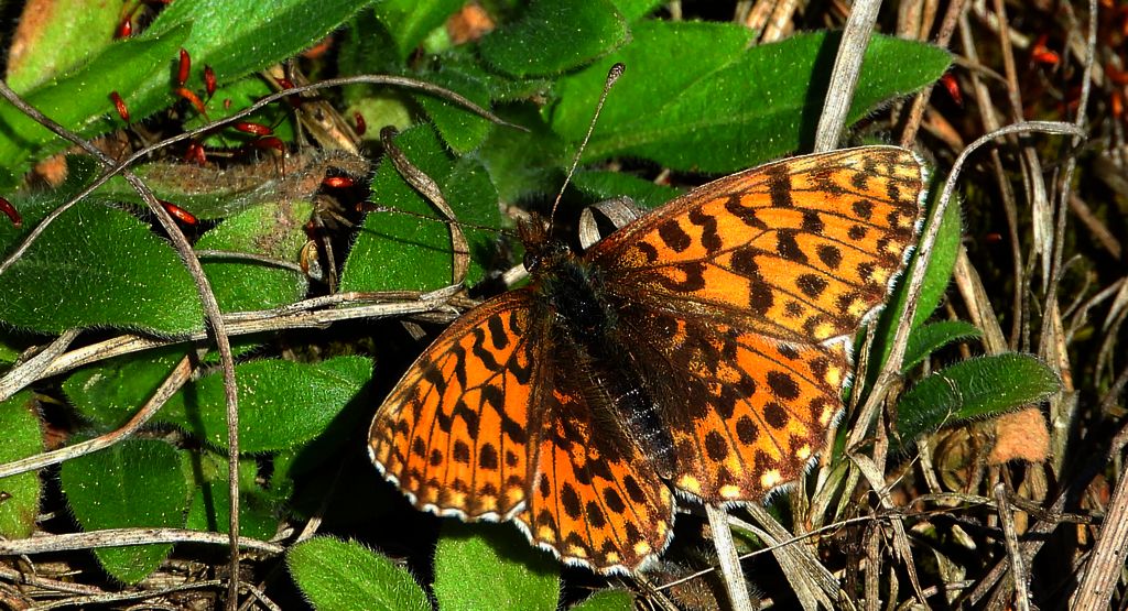 Dostojka dia (Boloria dia)