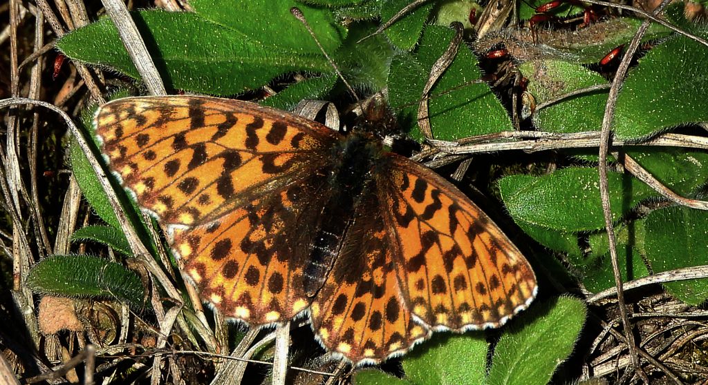 Dostojka dia (Boloria dia)