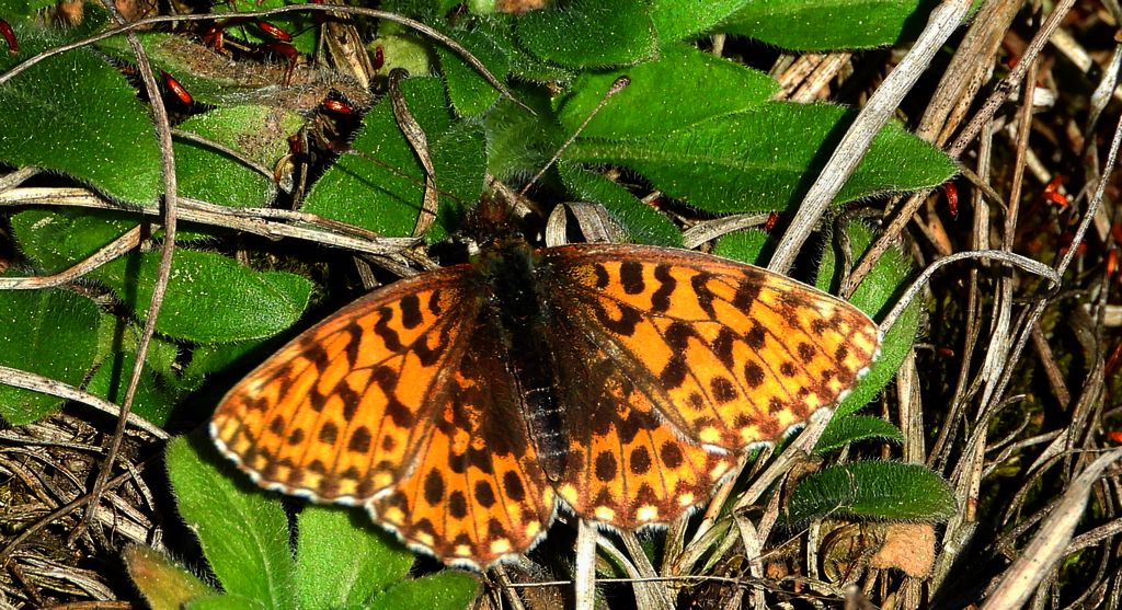 Dostojka dia (Boloria dia)
