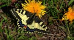 Paź królowej (Papilio machaon)