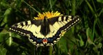 Paź królowej (Papilio machaon)