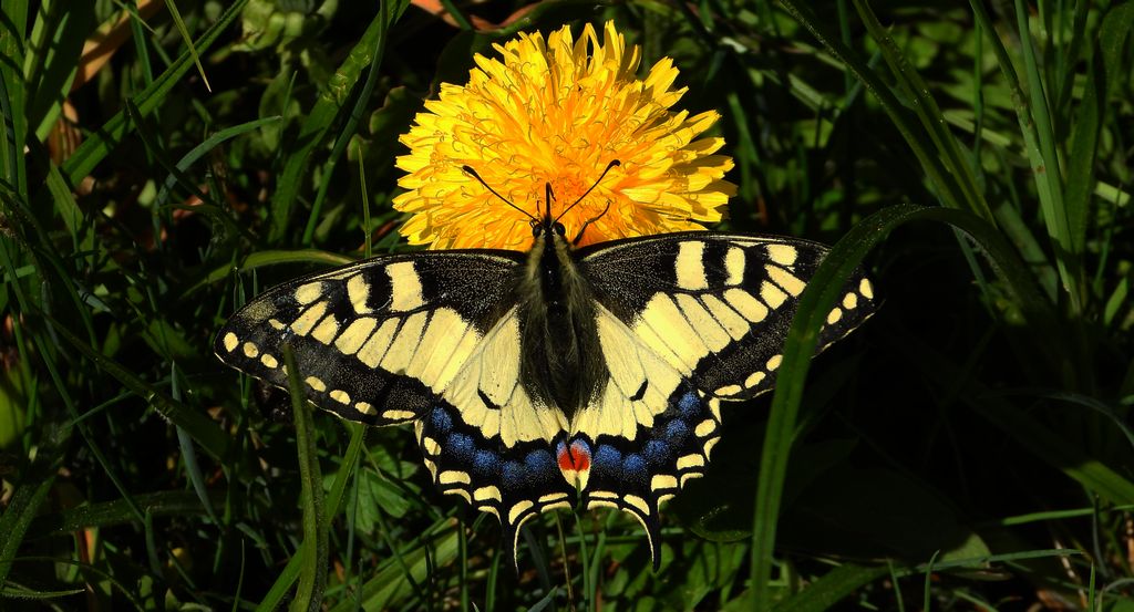 Paź królowej (Papilio machaon)