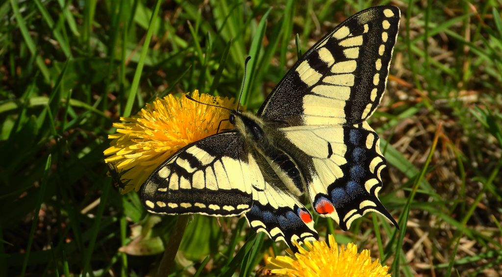 Paź królowej (Papilio machaon)