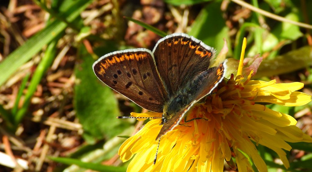 Czerwończyk uroczek (Lycaena tityrus)