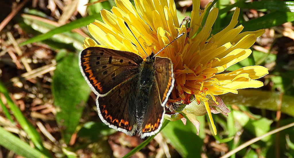 Czerwończyk uroczek (Lycaena tityrus)