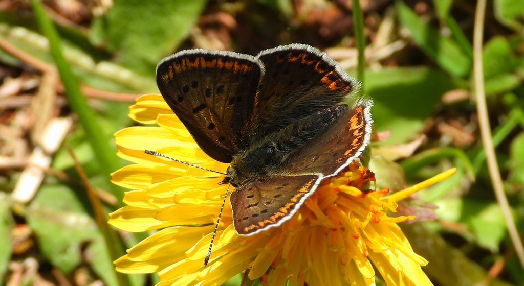 Czerwończyk uroczek (Lycaena tityrus)