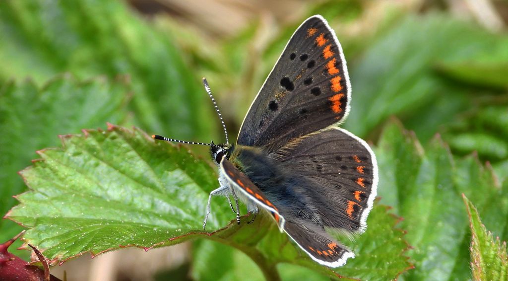 Czerwończyk uroczek (Lycaena tityrus)