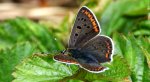 Czerwończyk uroczek (Lycaena tityrus)