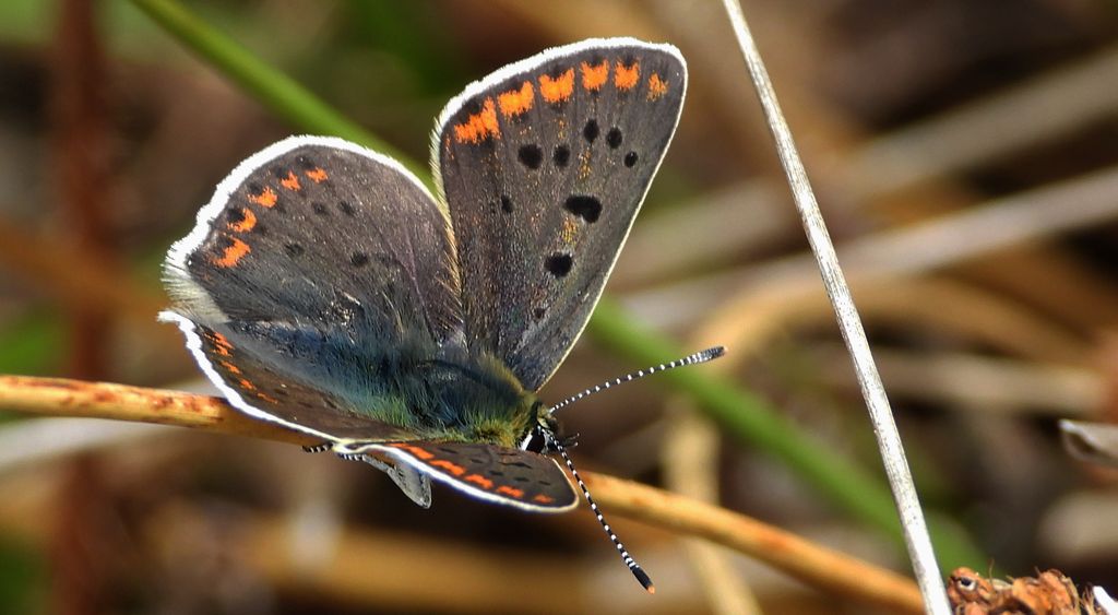 Czerwończyk uroczek (Lycaena tityrus)