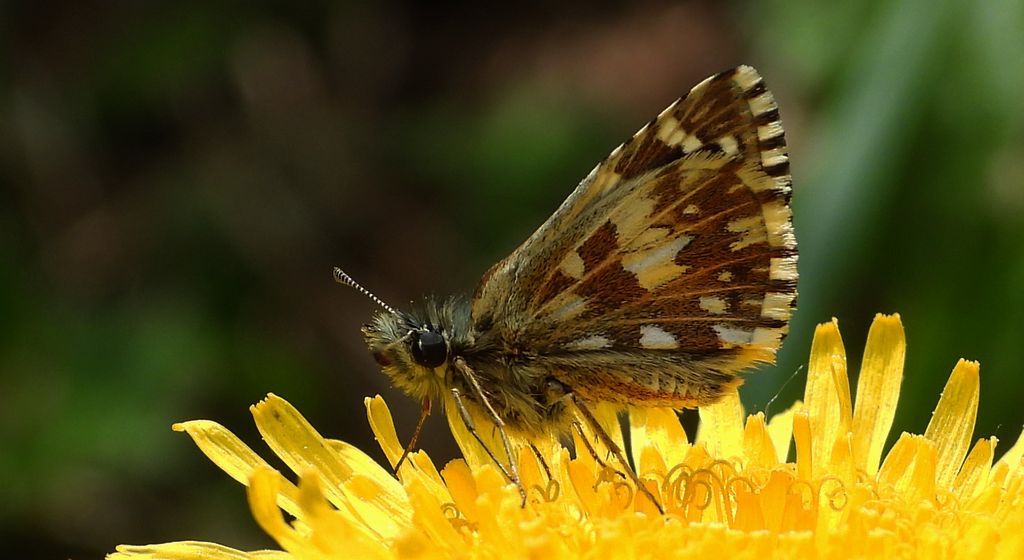 Powszelatek malwowiec (Pyrgus malvae)