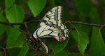 Paź królowej (Papilio machaon)