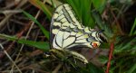 Paź królowej (Papilio machaon)