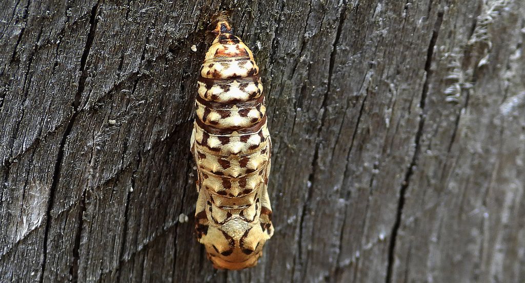 Przeplatka atalia (Melitaea /Mellicta/ athalia)