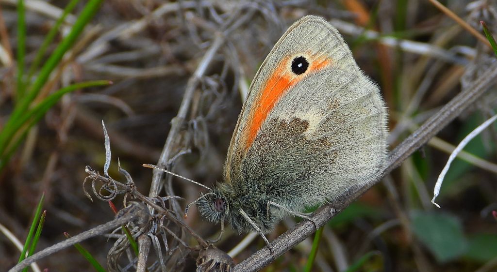 Strzępotek ruczajnik (Coenonympha pamphilus)