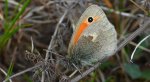 Strzępotek ruczajnik (Coenonympha pamphilus)