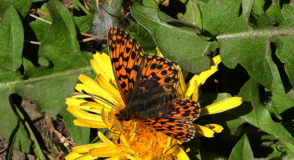 Dostojka eufrozyna (Boloria euphrosyne)