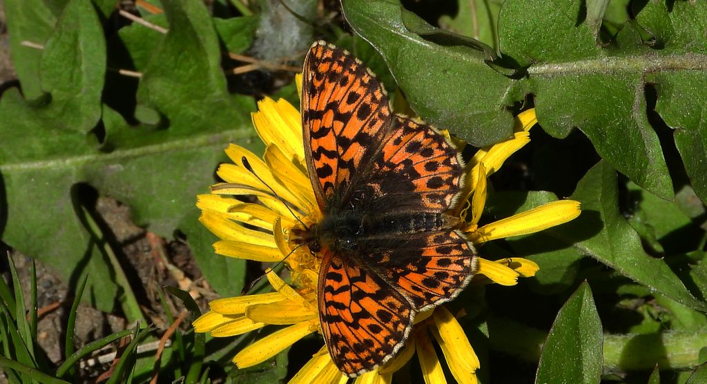 Dostojka eufrozyna (Boloria euphrosyne)