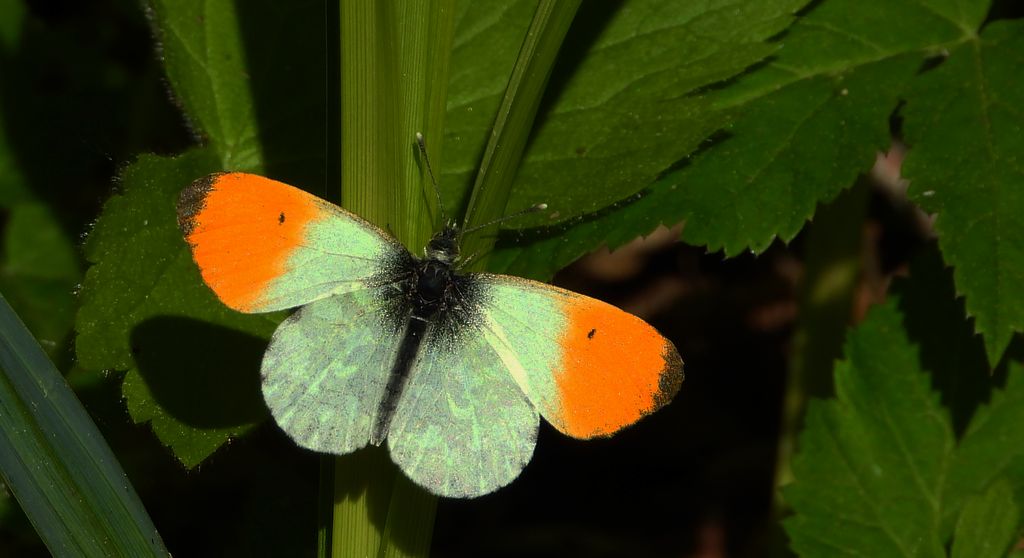 Zorzynek rzeżuchowiec (Anthocharis cardamines)