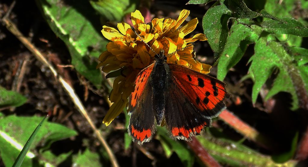 Czerwończyk żarek (Lycaena phlaeas syn. Lycaena phlaeoides)