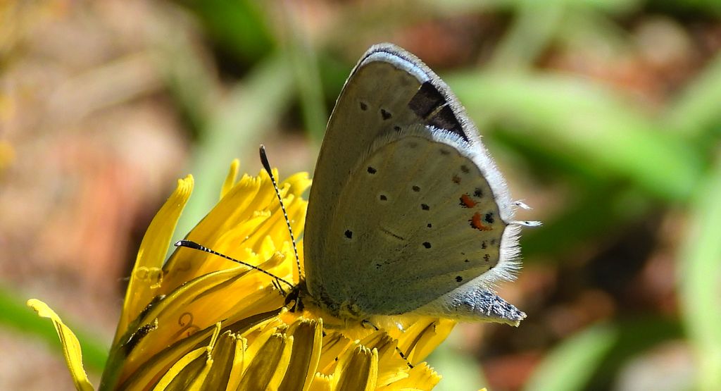 Modraszek argiades (Cupido argiades)