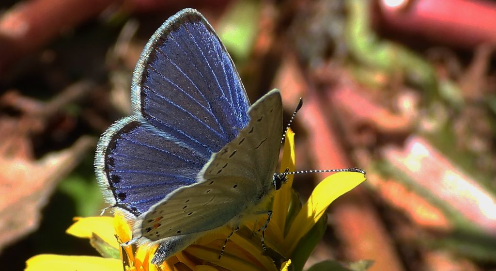 Modraszek argiades (Cupido argiades)
