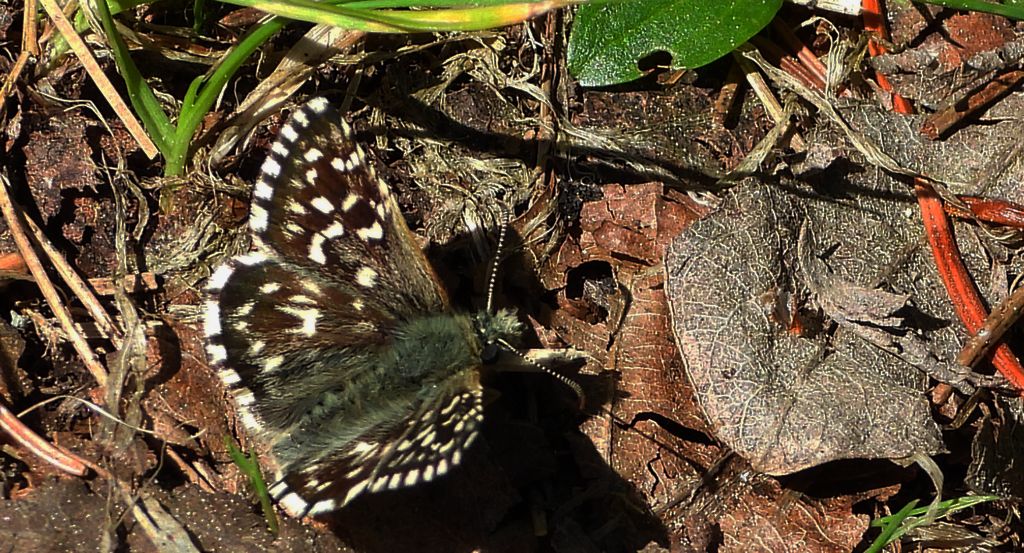 Powszelatek malwowiec (Pyrgus malvae)
