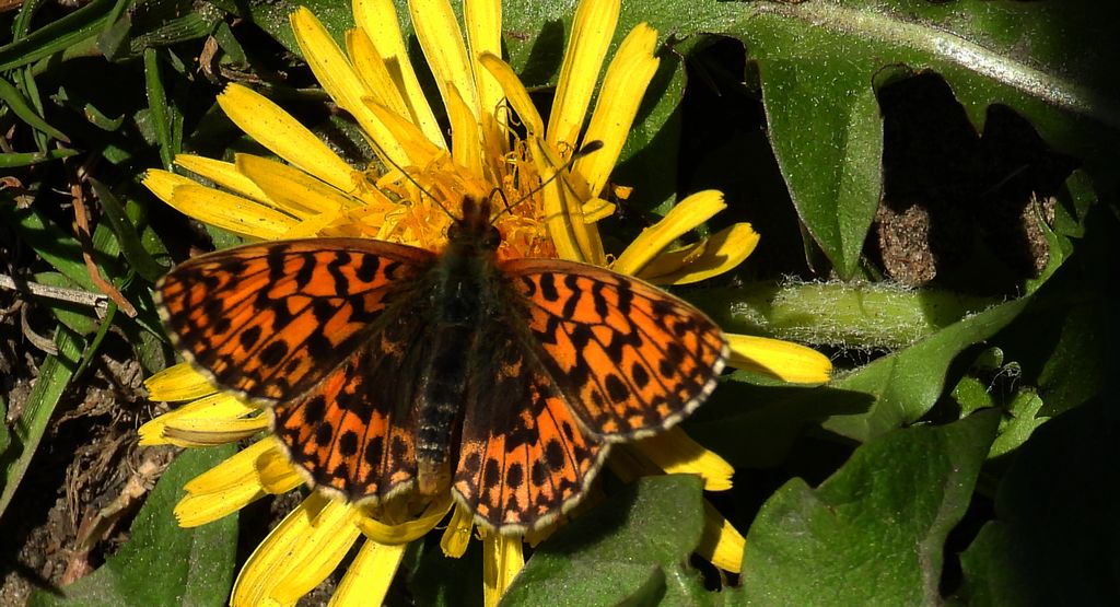 Dostojka eufrozyna (Boloria euphrosyne)